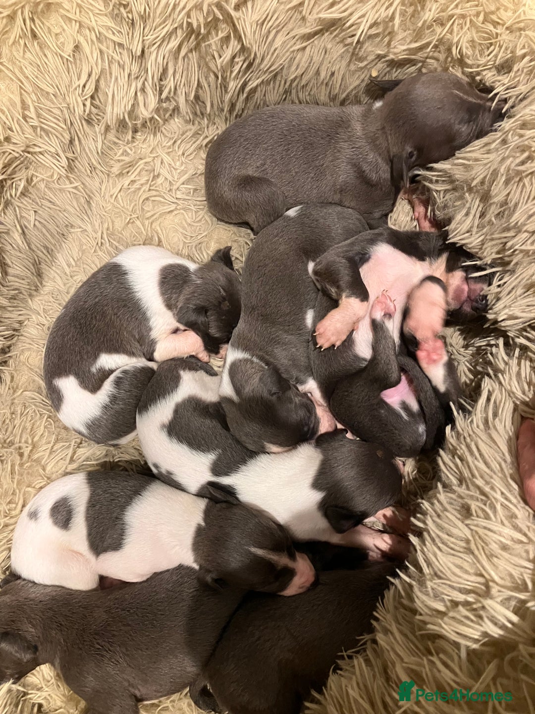 Whippet dogs for sale: Beautiful whippet puppies  - Advert 3
