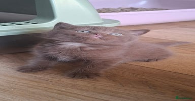 British Shorthair cats in Swadlincote - Advert 10
