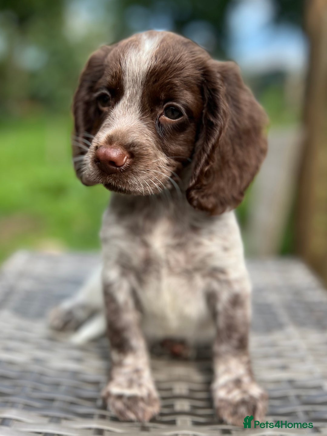 Cocker Spaniel dogs for sale: Beautiful Working Cocker Spaniel Boys - Image 3