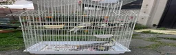 Cockatiels birds for sale: Family of 6 Cockatiels for Sale -Good price in Ilford - Advert 5