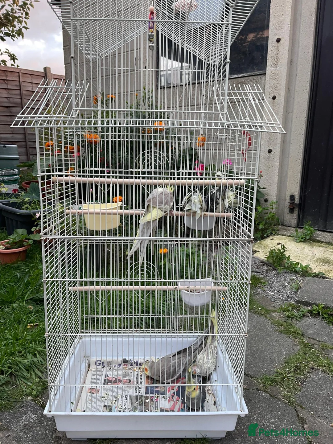 Cockatiels birds for sale: Family of 6 Cockatiels for Sale -Good price in Ilford - Advert 5