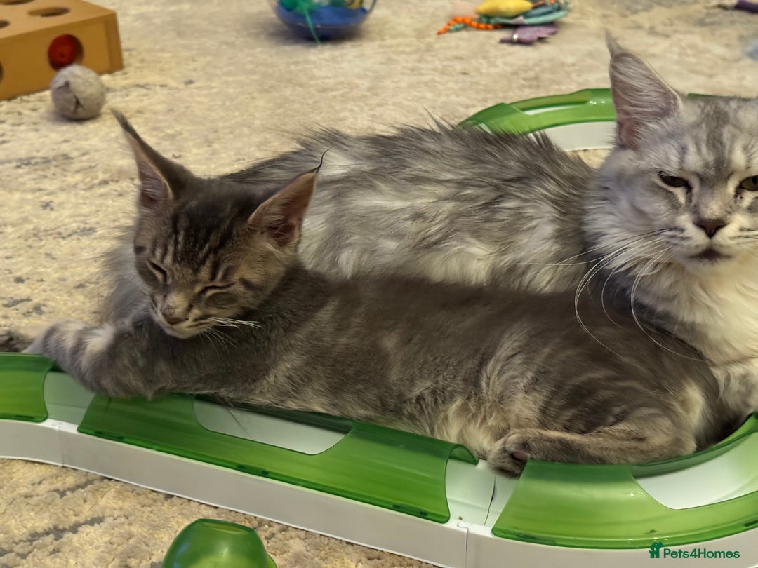 Maine Coon cats for sale: BEAUTIFUL PURE BREED MAINE COON KITTENS  - Image 14