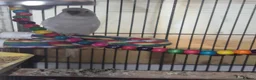 Budgerigars birds for sale: Budgie, cage and accessories for sale in Hartlepool - Advert 1