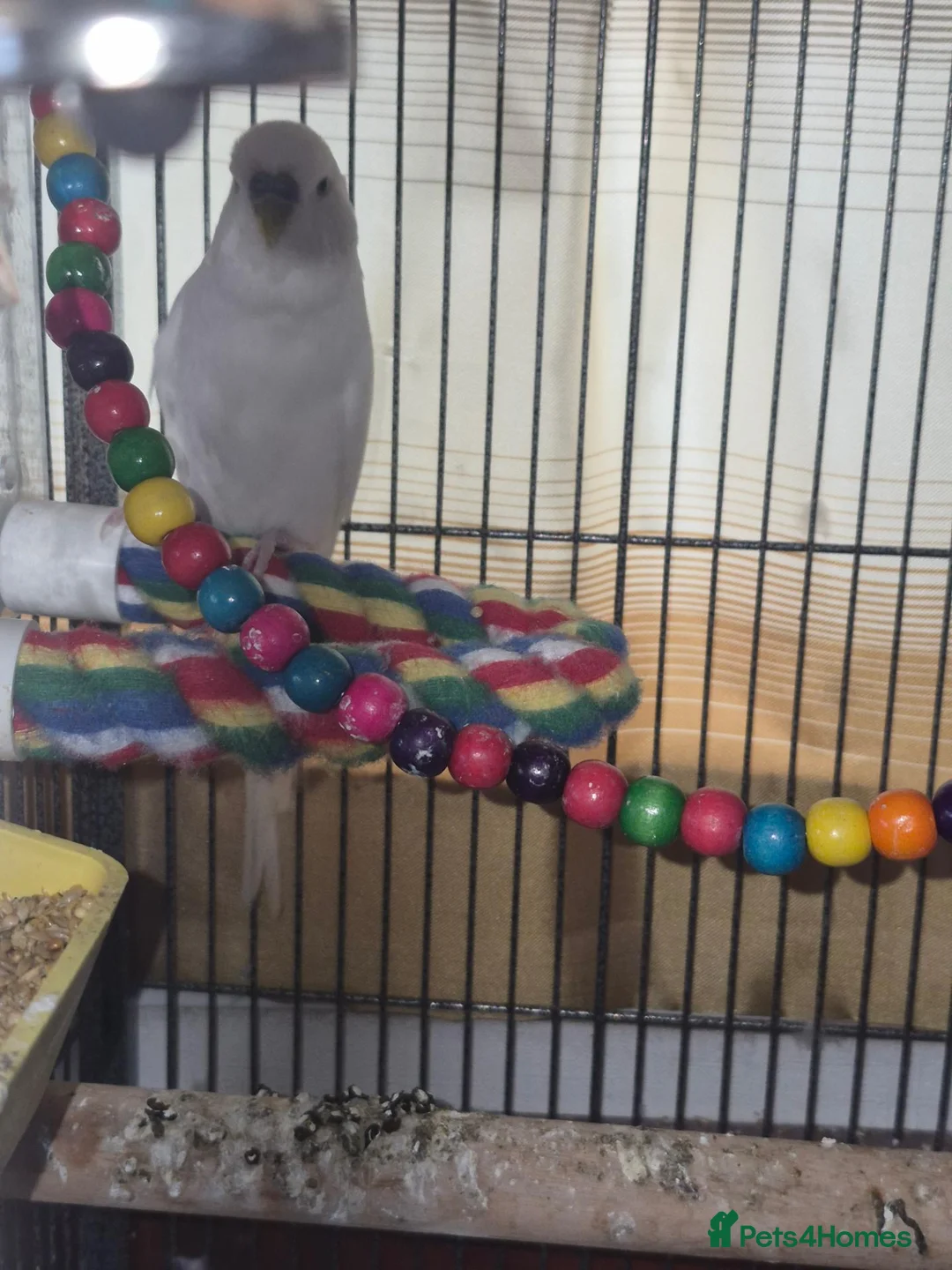 Budgerigars birds for sale: Budgie, cage and accessories for sale in Hartlepool - Advert 1
