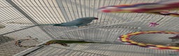 Ringnecks birds for sale: Indian ringneck for sale  - Advert 17
