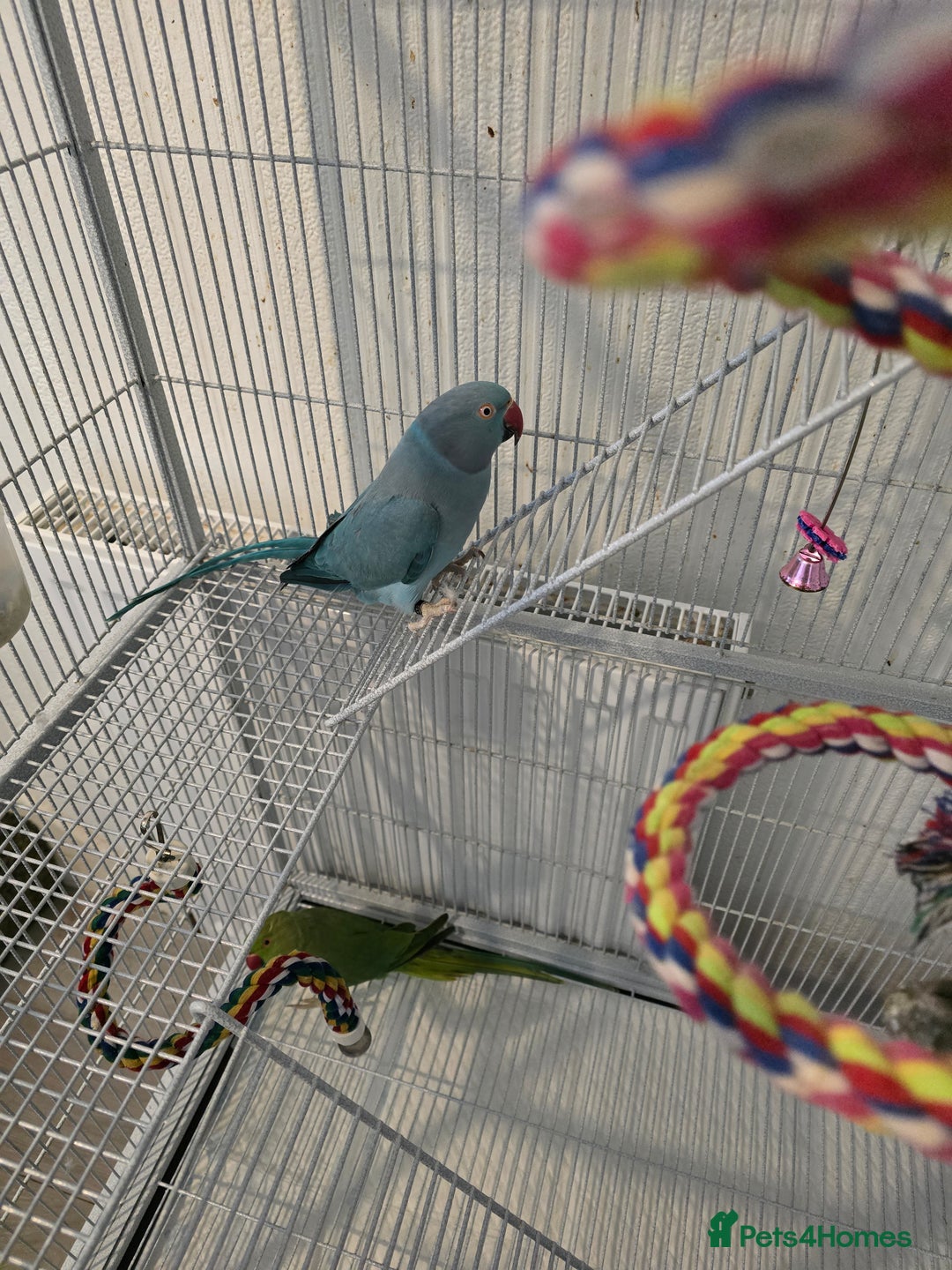 Ringnecks birds for sale: Indian ringneck for sale  - Advert 17