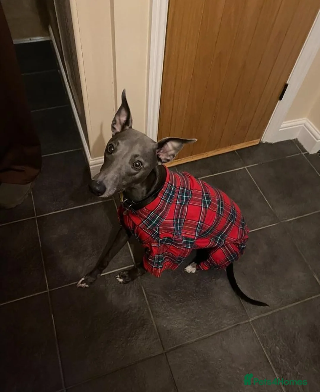 Whippet dogs for stud: KC Registered Blue Whippet for Stud - Advert 7