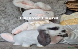 French Lop rabbits for sale: AtoB Lop Heaven - Image 6
