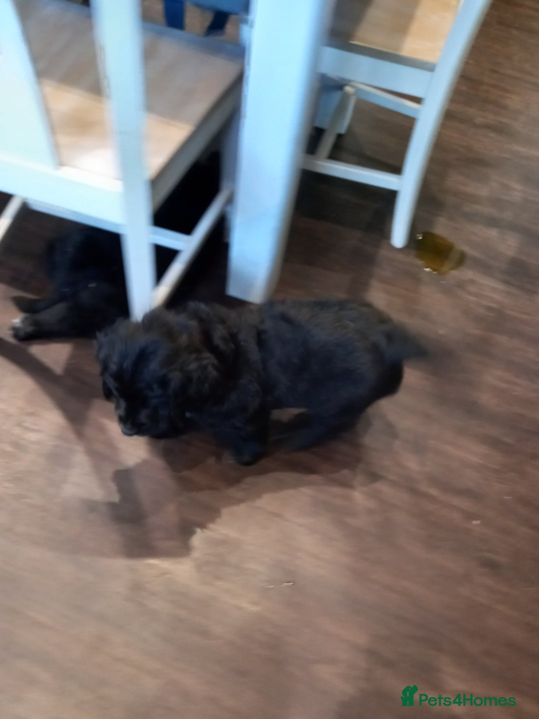 Mixed Breed dogs for sale: Golden Mountain Dog Pups - Advert 5