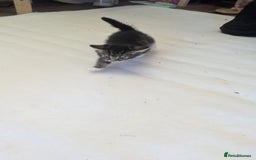 Mixed Breed cats for sale: Kittens for sale - Image 8