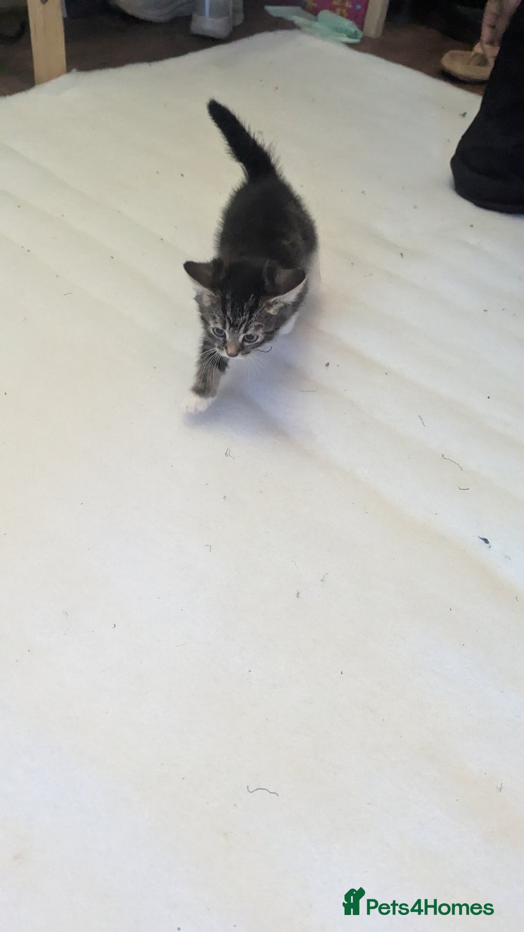 Mixed Breed cats for sale: Kittens for sale - Image 8
