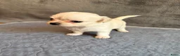 Chihuahua dogs for sale: Stunning Chihuahua Puppies Ready Soon 🐾 - Advert 13