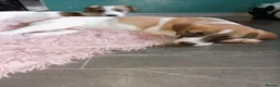 Mixed Breed dogs for sale: Jack Russell mixed puppies for sale in Bristol - Advert 9
