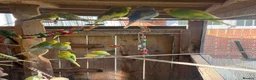 Budgerigars birds for sale: Mixed budgies  - Advert 4