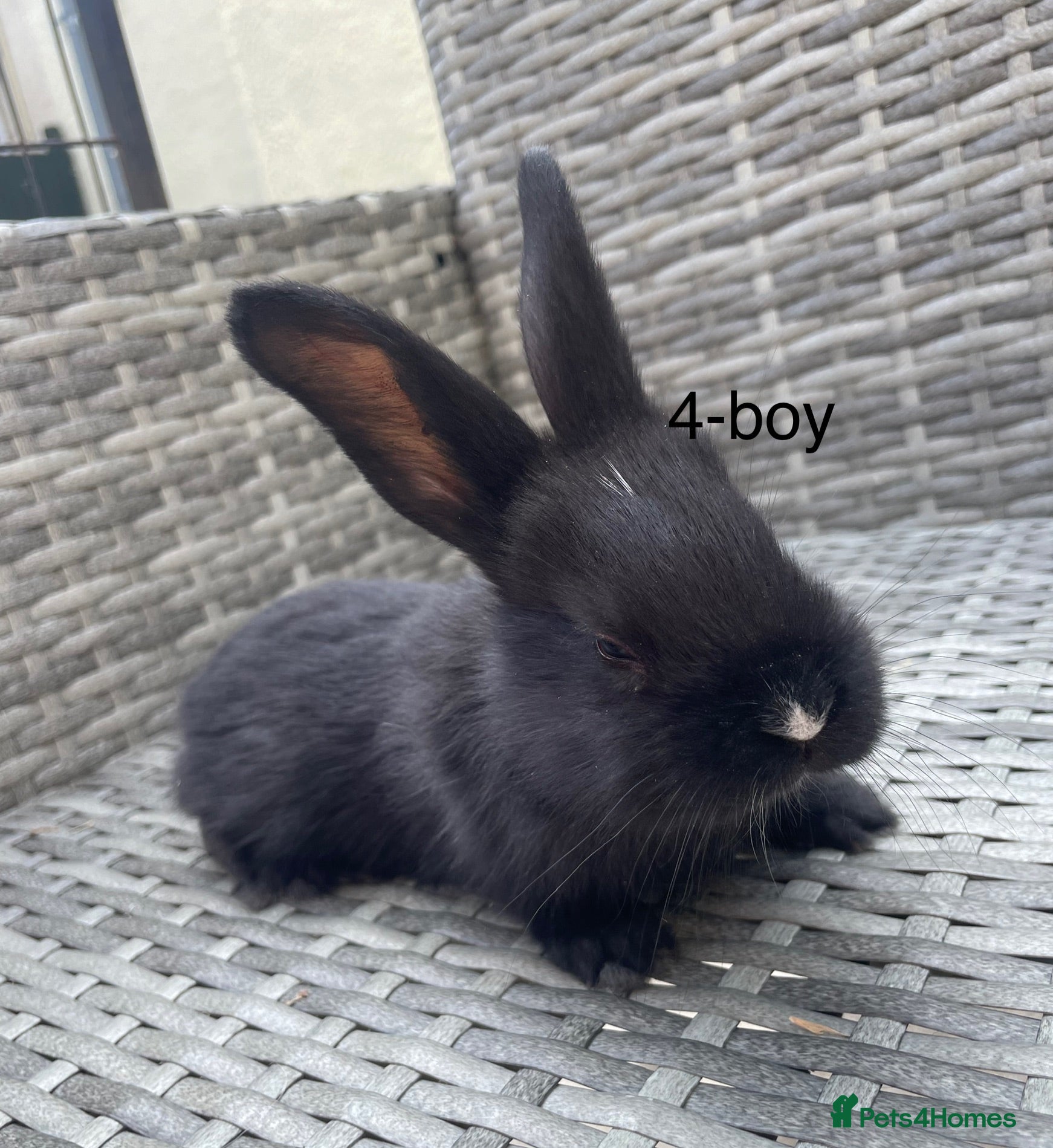 Continental Giant rabbits 💖 Pure bred continental giants💖 - Advert 3