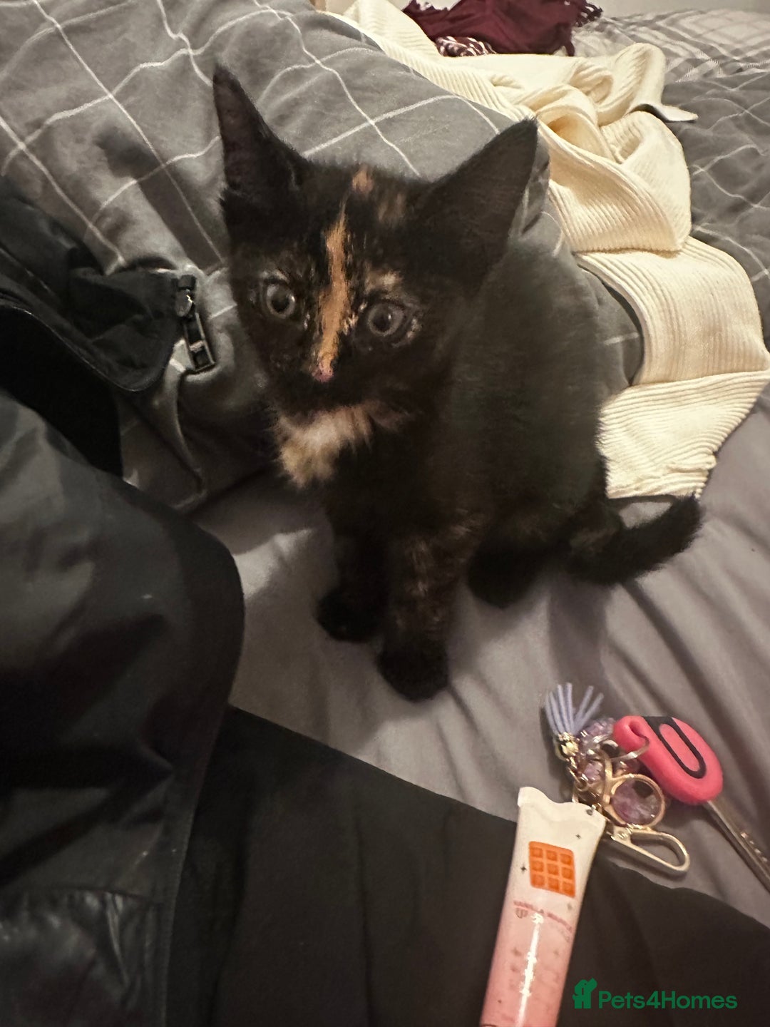 Domestic Shorthair cats for sale: Black tortie ready to go  - Advert 1