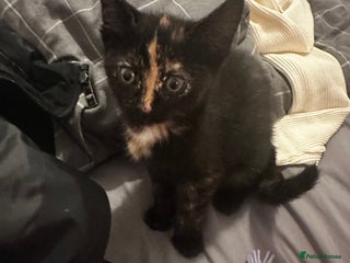 Domestic Shorthair cats Black tortie ready to go - Advert 8