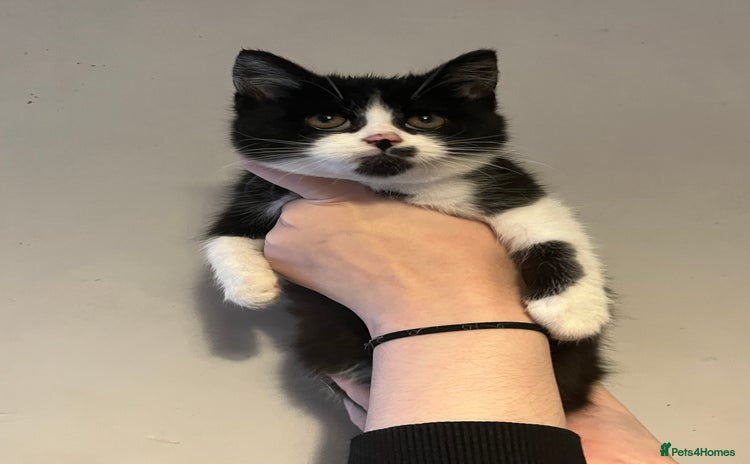 Mixed Breed cats - Advert 2