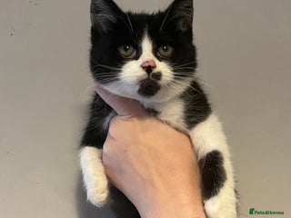 Mixed Breed cats - Advert 5