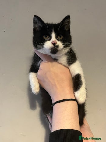 Mixed Breed cats - Advert 4