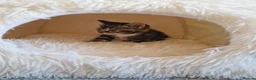 Ragdoll cats for sale: Beautiful kittens looking for new home  - Advert 9