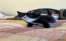 Bengal cats for sale: Beautiful kittens💕 - Advert 4