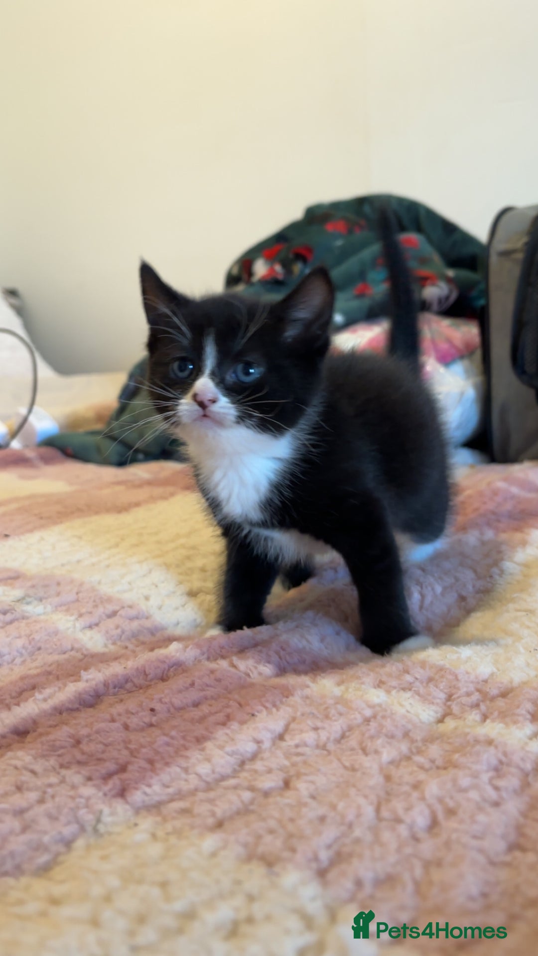 Bengal cats for sale: Beautiful kittens💕 - Advert 4