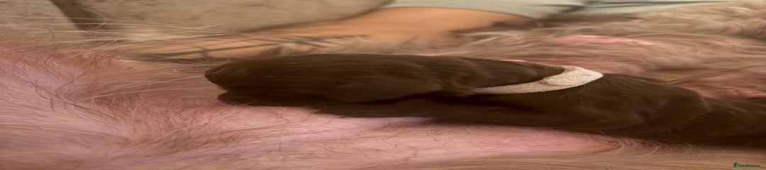 Cockapoo Puppy 3- white