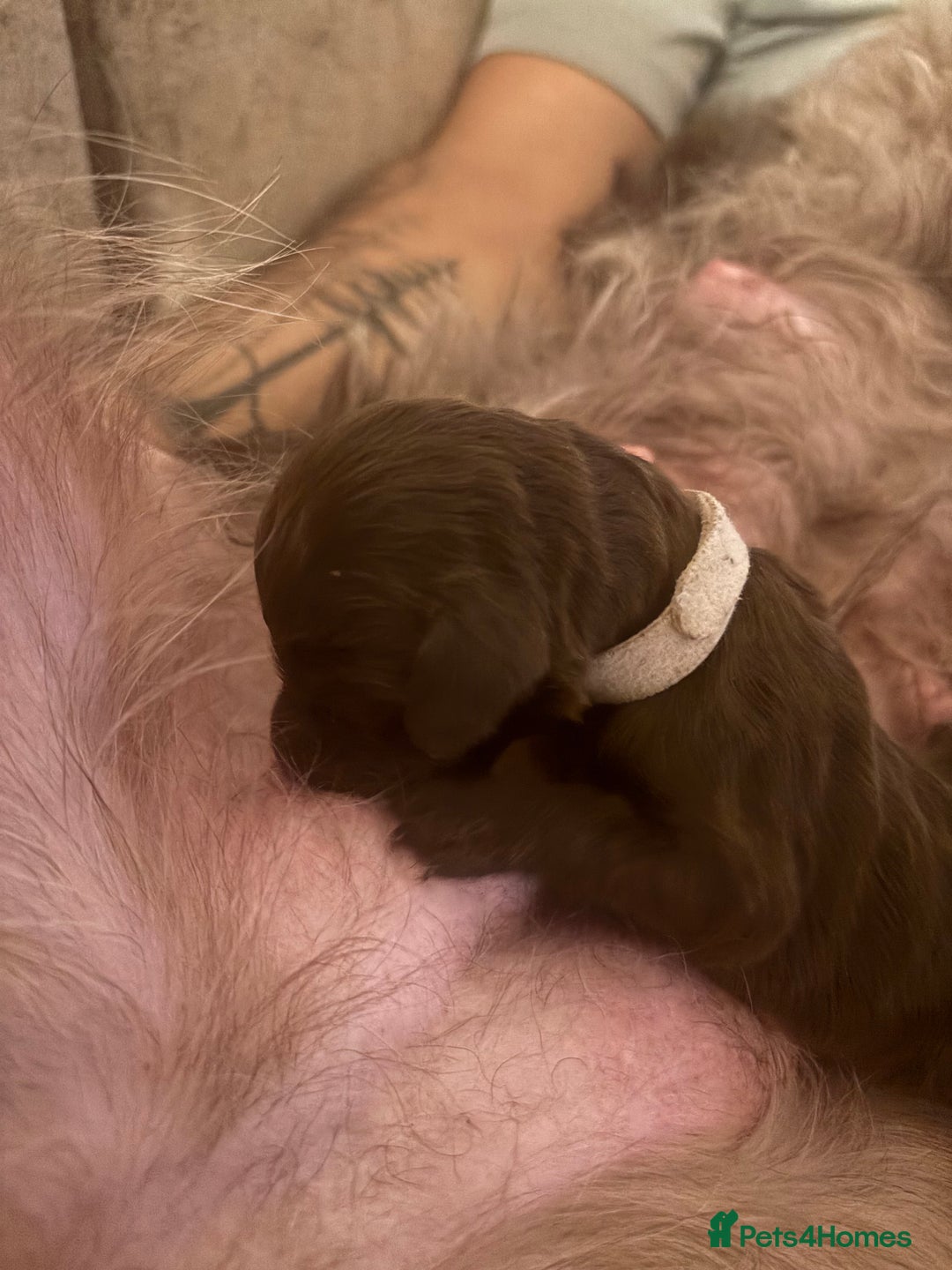 Cockapoo dogs for sale: Cockapoo puppies - Image 10