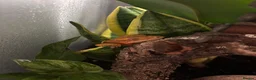 Gecko reptiles for sale: Female Crested Gecko for sale  - Advert 3