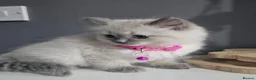 Ragdoll cats for sale: 6 Stunning Ragdoll Kittens Champion Bloodline - Advert 8