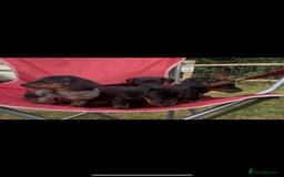 Miniature Dachshund dogs for sale: Miniature Dachund  - Image 6