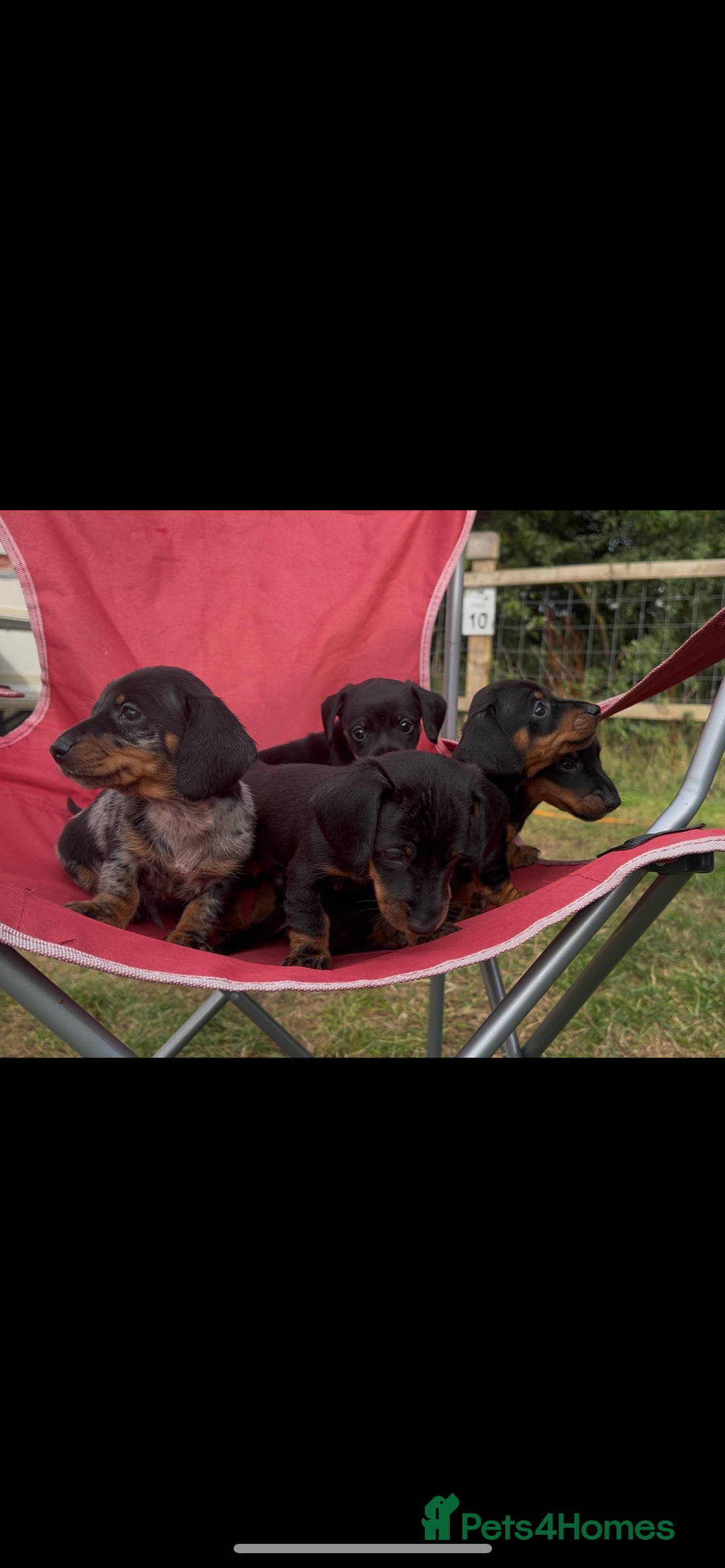 Miniature Dachshund dogs for sale: Miniature Dachund  - Image 6