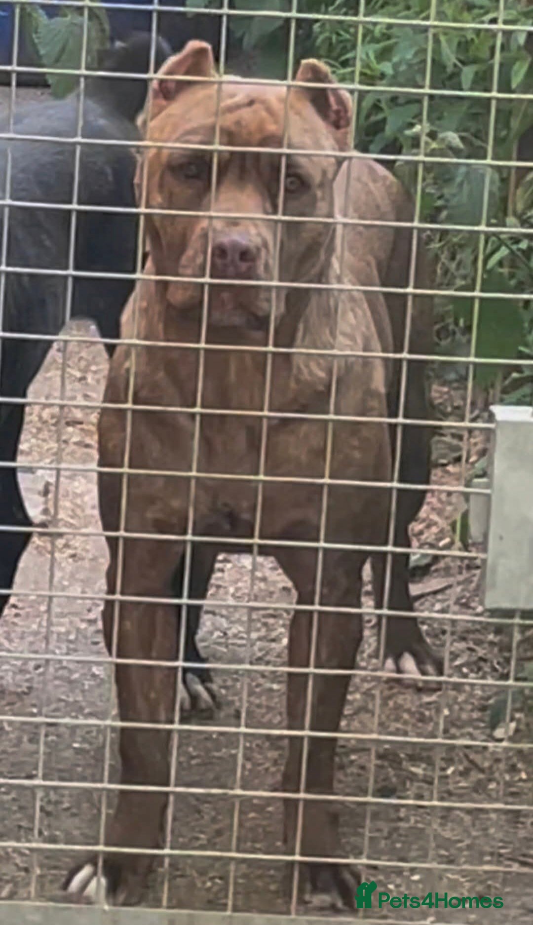 Mixed Breed dogs for sale: Presa Canario/Cane Corso Mollosser Dogs  - Advert 2