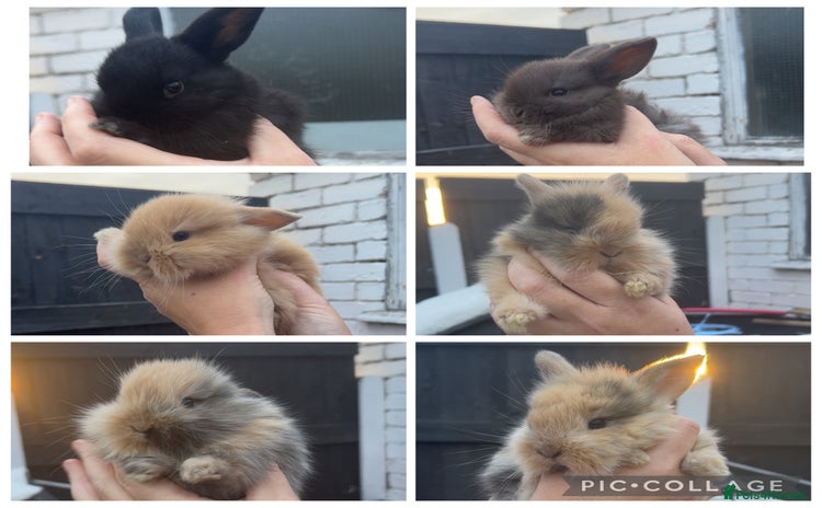 Mini Lion Lop rabbits - Advert 1