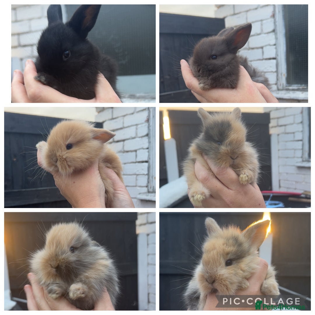 Mini Lion Lop rabbits for sale: Mini lion lops  - Image 1