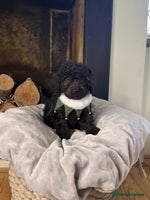 Cockapoo dogs F2 Cockapoo puppies - Advert 2