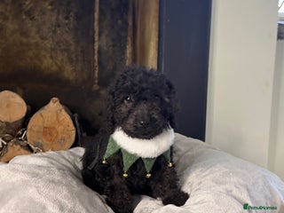 Cockapoo dogs F2 Cockapoo puppies - Advert 2