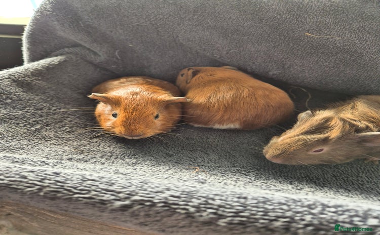 Guinea Pig rodents - Advert 10