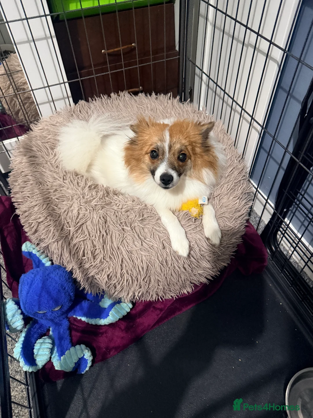 Mixed Breed dogs for sale: German spitz mix with pomchi  - Advert 8