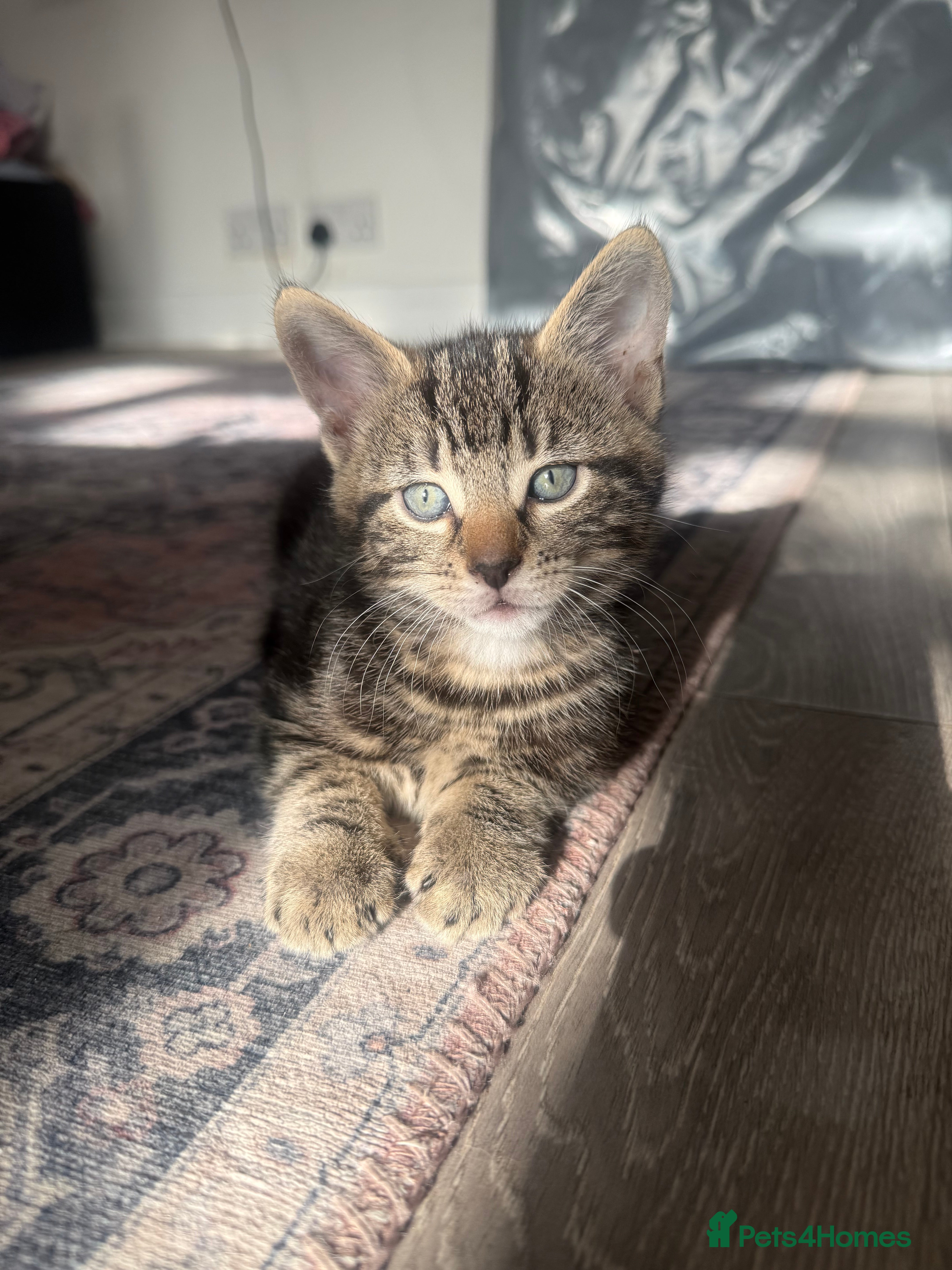 Mixed Breed cats Half bengal half tabby - Advert 7