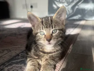 Mixed Breed cats Half bengal half tabby - Advert 7