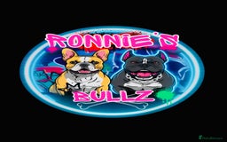 French Bulldog dogs for sale: French bulldog puppies  - Image 7