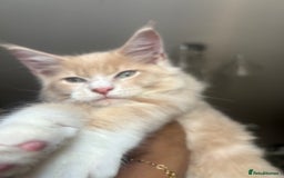 Maine Coon cats for sale: Chocolate main coons - Image 10