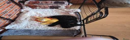 Cavapoo dogs for sale: 4 black cavapoo pups 2 girls and 2 boys  in Edinburgh - Advert 3