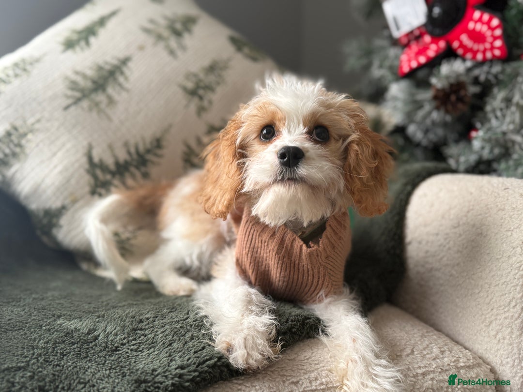 Cavapoo dogs for sale: The sweetest red and white Cavapoo girl  - Advert 1