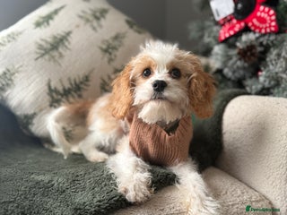 Cavapoo dogs The sweetest red and white Cavapoo girl - Advert 1