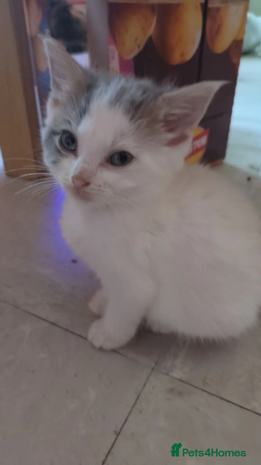 Domestic Shorthair cats for sale: Beautiful kittens - Advert 2