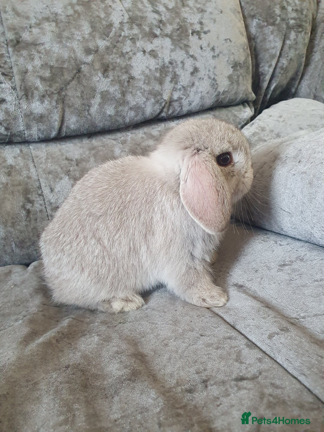 Mini Lop rabbits for sale: 2 gorgeous mini lop babies  - Image 6