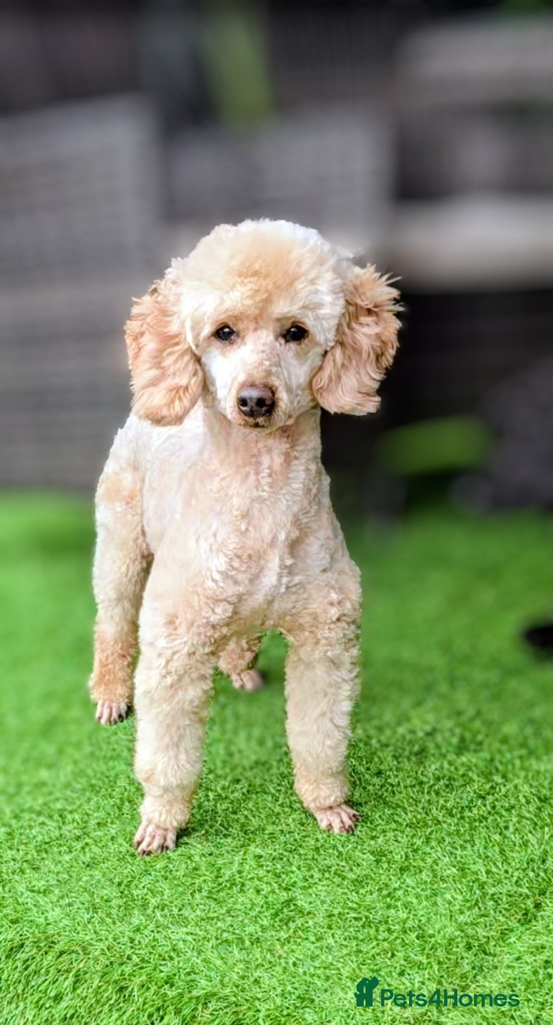Toy Poodle dogs for stud: TOY & MINIATURE BOY'S FOR STUD  in Iver - Advert 13